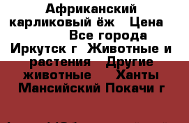 Африканский карликовый ёж › Цена ­ 6 000 - Все города, Иркутск г. Животные и растения » Другие животные   . Ханты-Мансийский,Покачи г.